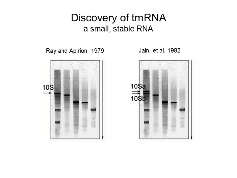 Discovery of tmRNA a small, stable RNA Ray and Apirion, 1979 Jain, et al.